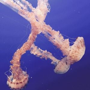 Meet your Posher, Alaina